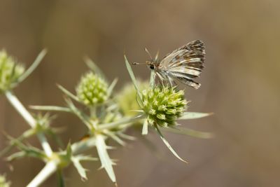 KLEIN BRANDKRUIDDIKKOPJE - Muschampia proto - SAGE SKIPPER