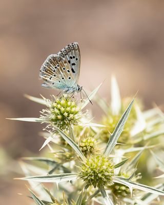 SPAANS BLEEK BLAUWTJE - Lysandra caelestissima - AZUR CHALKHILL BLUE