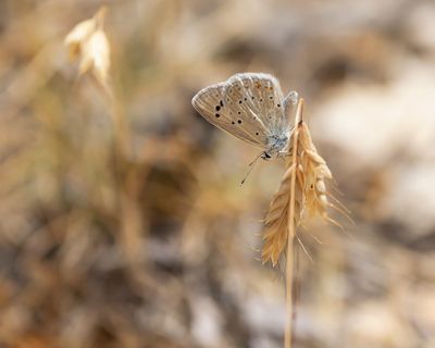 PARELMOERBLAUWTJE - Polyommatus nivescens - MOTHER-OF-PEARL BLUE