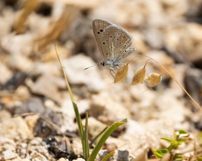 PARELMOERBLAUWTJE - Polyommatus nivescens - MOTHER-OF-PEARL BLUE