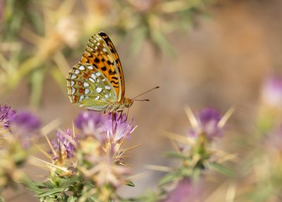 BOSRANDPARELMOERVLINDER - Fabriciana adippe - HIGH BROWN FRITILLARY