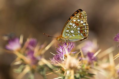 BOSRANDPARELMOERVLINDER - Fabriciana adippe - HIGH BROWN FRITILLARY