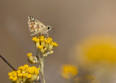 BRETONS SPIKKELDIKKOPJE - Pyrgus armoricanus - OBERTHÜR'S GRIZZLED SKIPPER