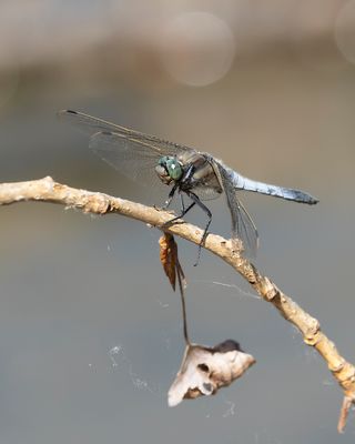 _P0A6862.jpg