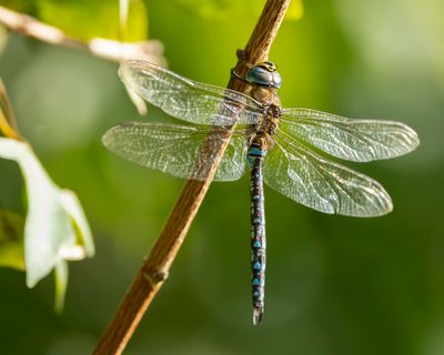 _P0A8117.jpg