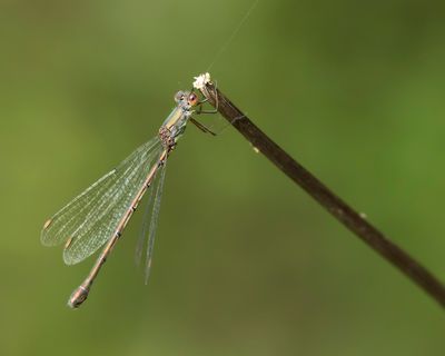 _P0A8211.jpg