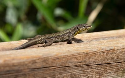 MUURHAGEDIS - Podarcis muralis - COMMON WALL LIZARD