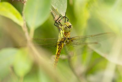 ZUIDELIJKE GLAZENMAKER - Aeshna affinis - SOUTHERN MIGRANT HAWKER