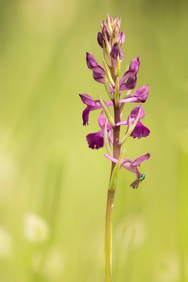 IJLE ORCHIS - Anacamptis laxiflora - LOOSE-FLOWERED ORCHID
