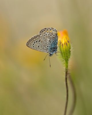 ICARUSBLAUWTJE - Polyommatus icarus - COMMON BLUE