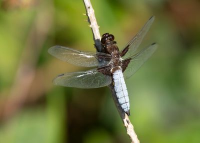 PLATBUIK - Libellula depressa - BROAD-BODIED CHASER