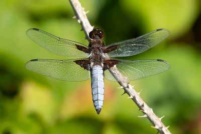PLATBUIK - Libellula depressa - BROAD-BODIED CHASER