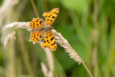 GEHAKKELDE AURELIA - Polygonia c-album - ROBERT LE DIABLE - COMMA