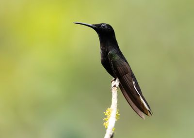 BLACK JACOBIN - Florisuga fusca - ROUWKOLIBRIE