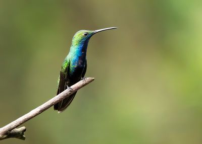 BLACK-THROATED MANGO -Anthracothorax nigricollis - ZWARTKEELMANGO