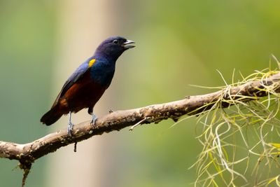 CHESTNUT-BELLIED EUPHONIA - Euphonia pectoralis - KASTANJEBUIKORGANIST