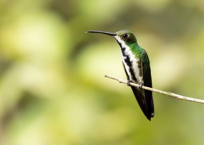 BLACK-THROATED MANGO -Anthracothorax nigricollis - ZWARTKEELMANGO