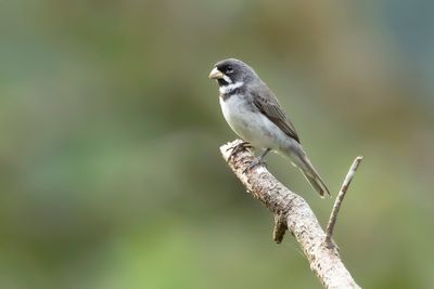 DOUBLE-COLORED SEEDEATAER -Sporophila caerulescens - WITBAARDDIKBEKJE