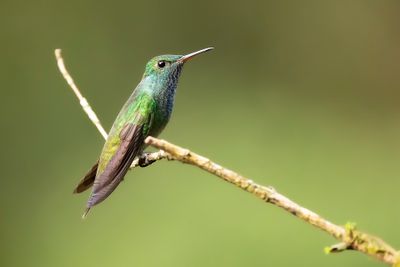 VERSICOLORED EMERALD - Chrysuronia versicolor - REGENBOOGAMAZILIA