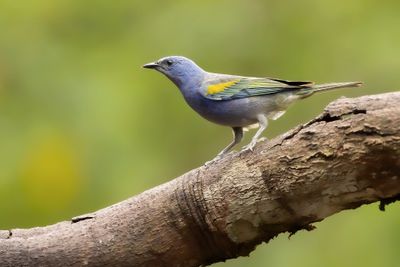 GOLDEN-CHEVRONED TANAGER - Thraupis ornata - GOUDSCHUBTANGARE