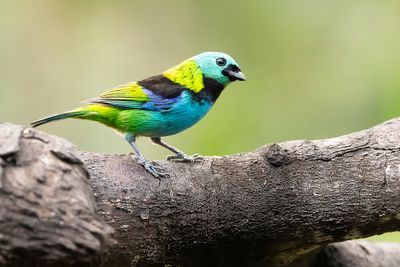 GREEN-HEADED TANAGER -Tangara seledon - PRACHTTANGARE