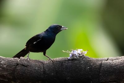 RUBY-CROWNED TANAGER - Tachyphonus coronatus - KROONTANGARE