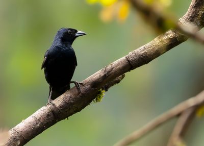 RUBY-CROWNED TANAGER - Tachyphonus coronatus - KROONTANGARE