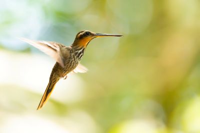 SAW-BILLED HERMIT - Ramphodon naevius - ZAAGSNAVELHERMIETKOLIBRIE