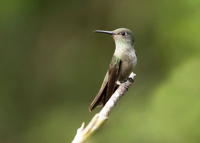 SOMBER HUMMINGBIRD - Eupetomena cirrochloris - SOMBERE KOLIBRIE