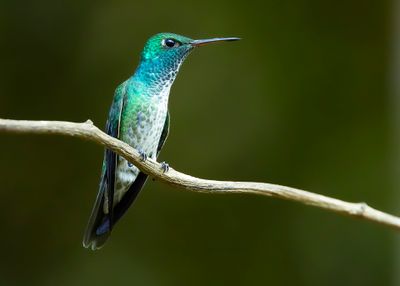 VERSICOLORED EMERALD - Chrysuronia versicolor - REGENBOOGAMAZILIA