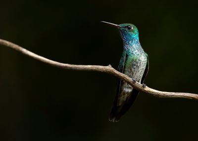 VERSICOLORED EMERALD - Chrysuronia versicolor - REGENBOOGAMAZILIA