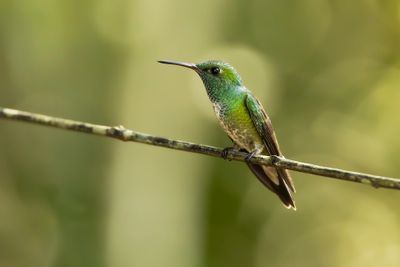 VERSICOLORED EMERALD - Chrysuronia versicolor - REGENBOOGAMAZILIA