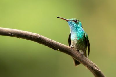 VERSICOLORED EMERALD - Chrysuronia versicolor - REGENBOOGAMAZILIA