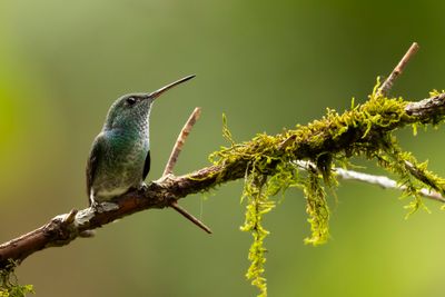VERSICOLORED EMERALD - Chrysuronia versicolor - REGENBOOGAMAZILIA