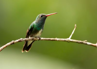 GLITTERING-THROATED EMERALD - Chionomesa fimbriata - FRANJEAMAZILIA