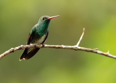 GLITTERING-THROATED EMERALD - Chionomesa fimbriata - FRANJEAMAZILIA