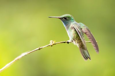 VERSICOLORED EMERALD - Chrysuronia versicolor - REGENBOOGAMAZILIA