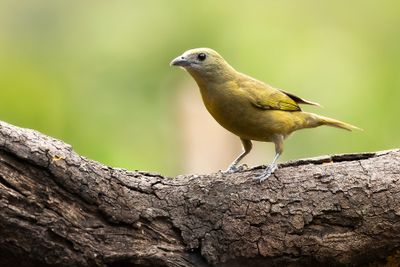 PALM TANAGER - Thraupis palmarum - PALMTANGARE