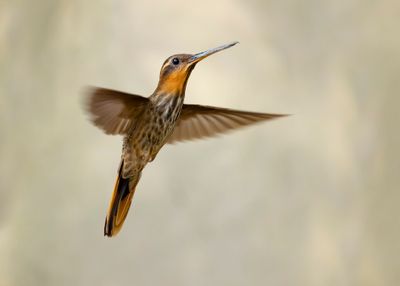 SAW-BILLED HERMIT - Ramphodon naevius - ZAAGSNAVELHERMIETKOLIBRIE
