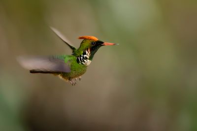 BIRDTRIP SOUTHEASTERN BRESIL
