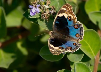  - Junonia orithya here - BLUE PANSY