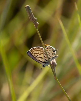 KLEIN CHRISTUSDOORNBLAUWTJE - Tarucus balkanicus - LITTLE TIGER BLUE - AZURÉ DE LARGOLOU