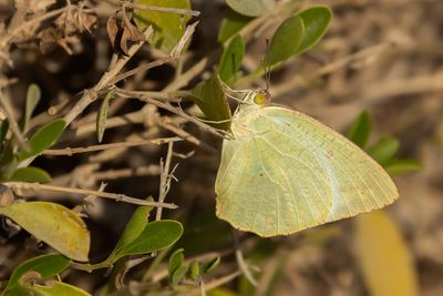 MOTTLED EMIGRANT - Catopsilia pyranthe - 