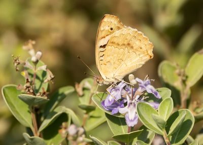 BLUE PANSY - Junonia orithya here - 