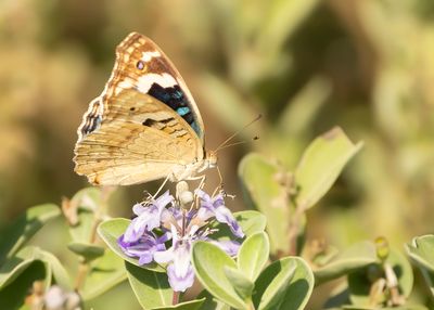  - Junonia orithya here - BLUE PANSY