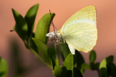 MOTTLED EMIGRANT - Catopsilia pyranthe - 