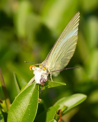 - Catopsilia pyranthe - MOTTLED EMIGRANT 