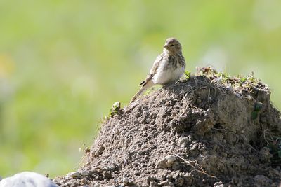 _MG_6579.jpg