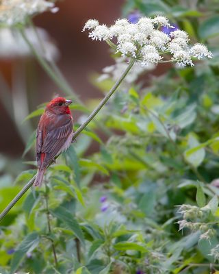 _MG_6651.jpg