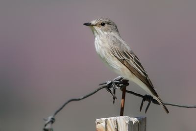 _MG_6712.jpg